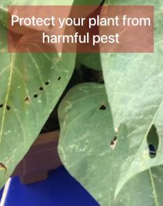 Racun Pokok Organik / Fungicide For Plant / Natural Pesticide / Neem Oil / Penghalau Serangga Semula jadi/ Acid Plant / Kulat dan Plant Disease