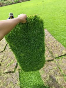 หญ้าสนามจริง 10 แผ่น (5ตารางเมตร) หญ้าจัดสวน หญ้านวลน้อย หญ้าญี่ปุ่น หญ้าพาสพาลัม หญ้ามาเลเซีย ขนาด ต่อแผ่น50x100ซม.