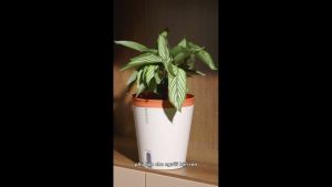 Chậu trồng cây tự tưới Monrovia phong cách Nhật Bản sang trọng decor bàn làm việc văn phòng trong nhà ngoài trời