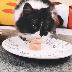 MEOW 25G Cat Goat Milk Pudding Snack Cat Treat Kucing Makan Calcium Vitamin Healthy Snack Makanan Kucing Susu Kambing