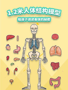 แผนภูมิผนังแบบจําลองกระดูกมนุษย์เพื่อการศึกษาปฐมวัยเหมาะสําหรับเด็กอายุ 3-8 ปีเครื่องมือการเรียนรู้สําหรับโรงเรียนและโรงเรียนอนุบาล