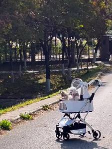 BOSIMAO | Foldable & Lightweight Pet Stroller Detachable