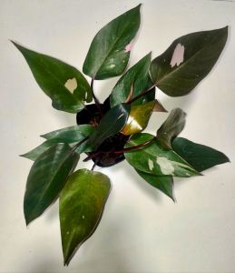 Philodendron Pink Princess Classic