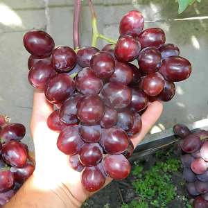 Bibit Anggur Import Everest