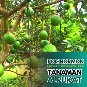 Pupuk hormon buah alpukatPupuk hormon pertumbuhanPupuk pelebat buahPupuk hormon daun dan akar