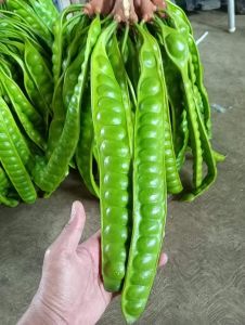 PETE SEGAR SUPERAN ISI 20 LONJOR/PETE TUA/PETE SEGAR PILIHAN/PETAI SEGAR/PROMO PETE MURAH/PETE WONOGIRI/SAYURAN SEGAR