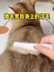 หวีป้องกันเหา หวีหมัดแมว หวีแปรงขนสัตว์เลี้ยง ด้ามพลาสติกสำหรับหวีผมสัตว์เลี้ยงสำหรับแมวและสุนัขมีสองขนาด