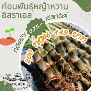 ท่อนพันธุ์หญ้าหวานอิสราเอล 200 ท่อน แถม 40 ท่อน