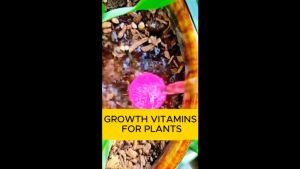 Growth Vitamins for Plants Growth hormone Organic fertilizer plant enhancer root king powder Japan rooting power rapid for cuttings supplement plant fertilizer boost healthy growth nutrient elements phytonutrients for fruits vegetables garden flowers