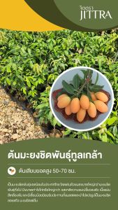 จิตตรา ต้นพันธุ์มะยงชิดพันธุ์สุวรรณบาตร มะปรางลำยงค์ เสียบยอดสูง 50-70 ซม. ปลูกปีเดียวติดลูก พร้อมส่ง เครมฟรี ต้นพันธุ์ผลไม้ ต้นเตี้ย ผลดก
