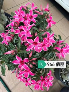 Adenium Obesum Bonsai ID 966 俏丽 富贵花