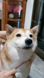 **ลายใหม่** SIZE SS ชุดกันเลียแผล สุนัข แมว ชุดหลังผ่าตัด