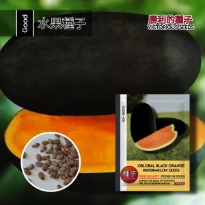 1 Pack (50 Butir) Benih Semangka Black Orange Non Biji Premium Original import / Benih semangka