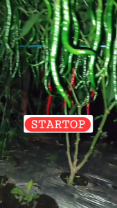 Benih cabe keriting STARTOP | Bibit cabe keriting unggul | benih cabe keriting merah | bibit cabe keriting tahan virus