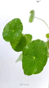 SKINTIFIC Pure Centella Acne Calming Toner 80 ml