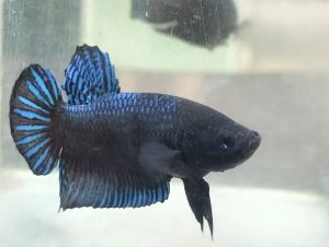 b111สายเลือดมาเลย์ร้อย  เนื้อหนังหนาลำโตชัดเจนเรื่องชั้นเชิง