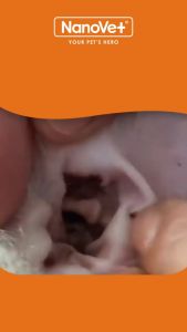 Nanovet® Pet Ear Cleaner Solution for Cat and Dog (150ml)