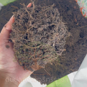 ดินผสมใบก้ามปูสูตรขี้หมูบด จำนวน 3 ถุง (น้ำหนัก 3kg./ถุง) พร้อมใช้งาน