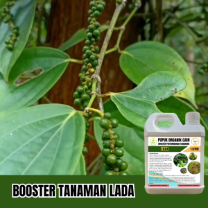 Pupuk Booster Pelebat Tanaman Lada POC Hormon Masa Pertumbuhan Pertumbuhan Mengurangi Rontok