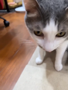 Freeze Dried Tiny Twinkles for Dogs and Cats. 100% Natural Pet Treats by Woofgang Bark.