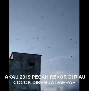 King Birahi Akau 2019 Produksi Akau Jaminan Asli 100% Original Garansi Resmi 1Tahun flashdisk