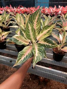 BIBIT BUNGA AGLONEMA PINK SUNSET REMAJA | PING SANSET REMAJA