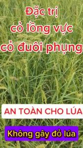 trừ cỏ lồng vực cỏ gạo cỏ đuôi phụng sạch cỏ 345 240ml beeco 345 240ml