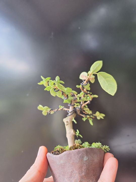 Variegated Argao Taiwan in pots. Wired and styled mini bonsai trees ...