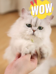 Cat Snacks Catnip Fish Biscuits Kitten Cat Grass Cat Grass Grains Teeth Cleaning Chewing Nutritional Weight Gain Cat Biscuits