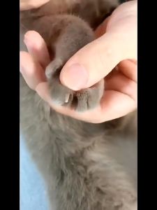 Cat nail clippers with LED Cat nail cutter for LED prevent hurt cat cat nail clippers ( Random )  Keimav