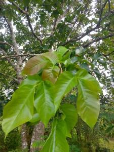 ใบกระท้อนสด ออร์แกนิก ปลอดสาร สมุนไพรไทย ต้มอาบแก้ไข้ ขับเหงื่อ ทำยาธาตุ ย้อมผ้าสีธรรมชาติ สดจากสวน