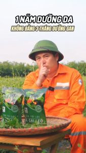 COMBO 4 TÚI Trà mát gan cà gai leo Sadutăng cường chức năng giải độc của gan