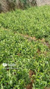 Tanaman Hias Daun Murah & Tanaman Lee Kwan Yew