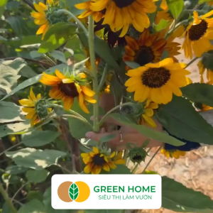 Hạt Giống Hoa Hướng Dương Greenhome Gói 10 hạt Sai Hoa Màu Rực Rỡ Dễ Trồng Quanh Năm Nảy Mầm Cao H03