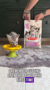 Hills Science Diet Kitten Sensitive Stomach & Skin Salmon & Brown Rice Recipe Dry Cat Food 1.58kg