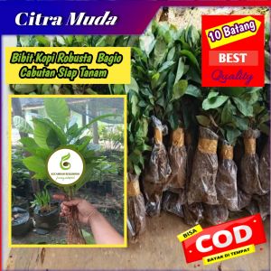 10 Batang Bibit Kopi Robusta Cabutan