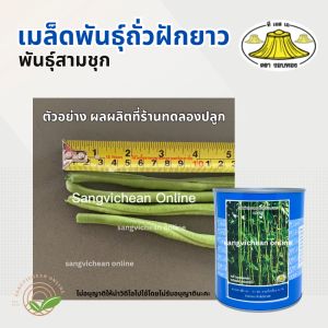 (ใหม่) เมล็ดพันธุ์ถั่วฝักยาว 500กรัม พันธุ์สามชูก ตรางอบทอง ถั่วฝักยาว ยาวมาก (เสริมมือ)