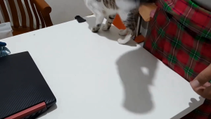 COD Pembersih Bulu Hewan Elektrik Shed Pal Praktis Cocok Untuk Bersihkan Bulu Kucing