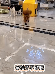 vớ (tất) 4 chân giữ ấm giảm dơ chân cho chó mèo -T3 PETS SHOP