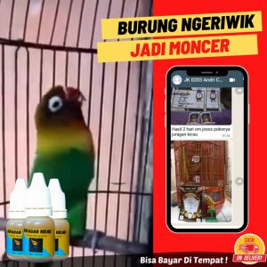 Juragan Kicau Doping Vitamin Penggacor Semua Burung Kicau Untuk Lomba Dan Harian