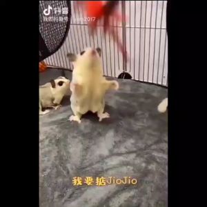 Sugar glider playground stick 蜜袋鼯逗蜜棒