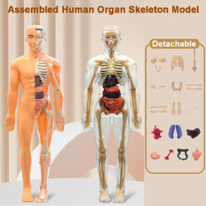 3D Human Body Torso Model for Kid Education Models Anatomy Skeleton Removable Simulation Organ and Skeleton Detachable Bone Body