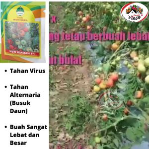 Benih Bibit Tomat Tomat Tahan Virus NEW IDAMAN F1 100 Biji Cap Kujang Super Jumbo