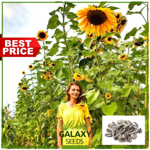"GalaxySeeds" Mammoth Sunflower Seeds (10 Seed) for Planting Herbal Vegetables Giant Mirasol Hirasol Plant F1
