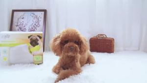 💖READY STOCK💖Interactive Pet Dog Toys Large Dog Rechargeable Automatic Ball Launcher Puppy Tennis Ball Launche