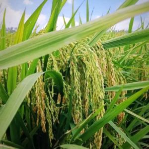 Benih Padi UNGGUL HIBRIDA 06 Kemasan 1Kg