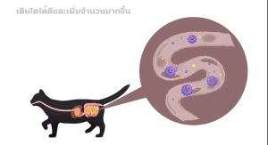 Sun Wonder 12ซอง GUT Booster สำหรับน้องแมว - ปรับสมดุลระบบขับถ่าย