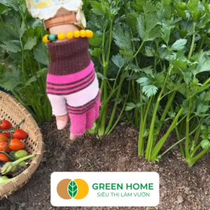 Hạt Giống Cần Tây Thera GreenHome Gói 5g~700 hạt Chịu Nhiệt Tốt Năng Suất Cao Nảy Mầm Đều G17