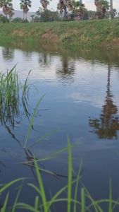 หนมโหนดV1(NEW) ขนาด3.5cm ตาเบ็ด1/0 กบยาง2 ใบหลิว กบยางหลังอ่อน กบยางหนังกลับ กบยางค่ายกบกระโดดเพชรบุรี