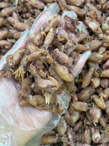 【Ready Stock】Sotong Kering Cumi Gred A-250g/500g